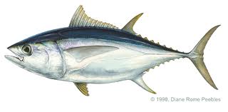 Individual Monitoring of Southern Bluefin Tuna