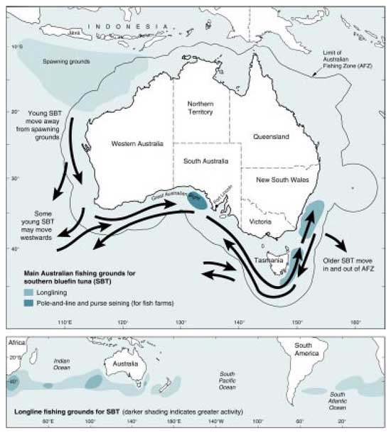 Migration map and life stages of Southern Bluefin Tuna. Credit: Bureau of Rural Sciences, Australia