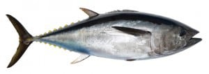 Southern Blufin Tuna