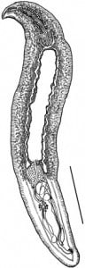 Cardicola orientalis