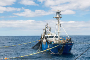 From Ocean to Plate  Australian Southern Bluefin Tuna Industry Association  LTD (ASBTIA)